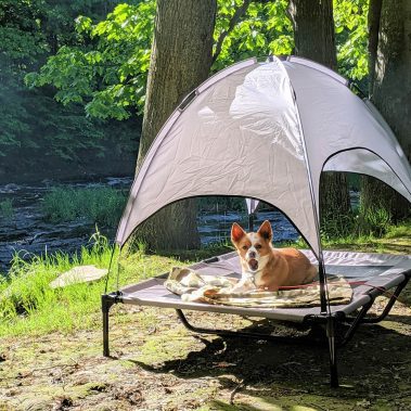 dog resting near the river
